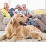 Mascotas en el hogar, así favorecen tu bienestar emocional